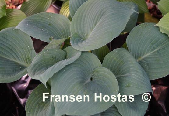 Hosta Paradise Ocean